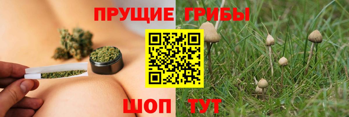 Псилоцибиновые грибы мицелий Курчалой